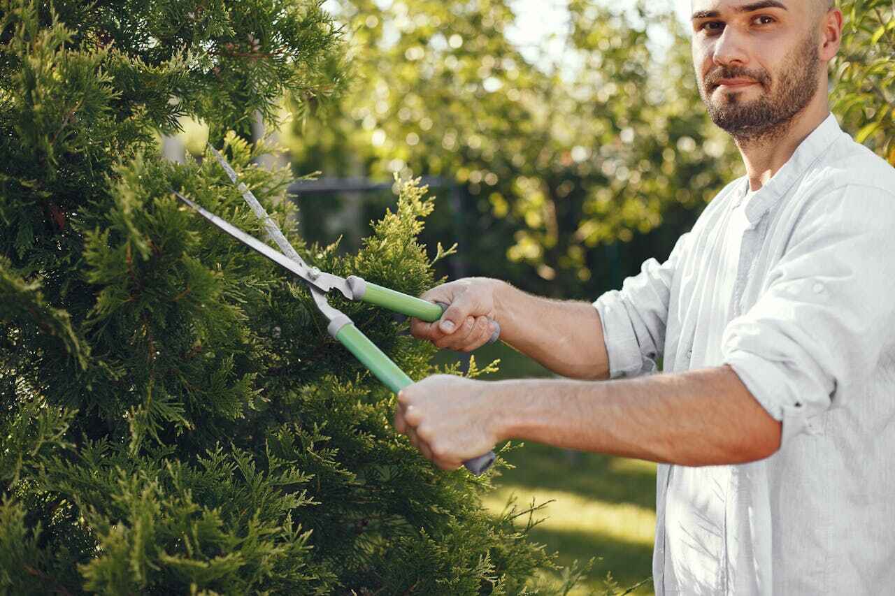 Blue Springs, MO Tree Service Company